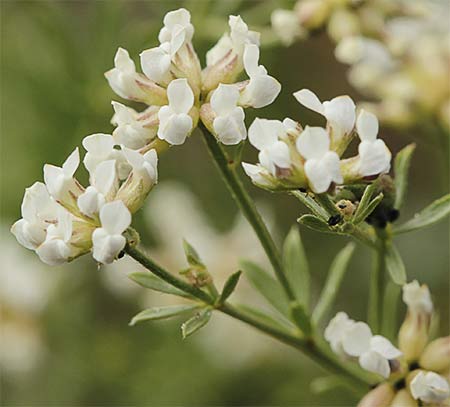 Ramillete de la bocha (Dorycnium pentaphyllum)