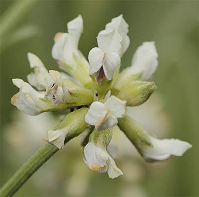 Inflorescencia de la bocha (Dorycnium pentaphyllum)