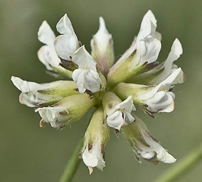 Dorycnium pentaphyllum, bocha