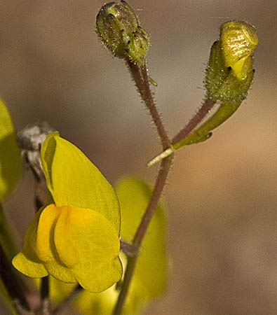 Flor del boleo montesino (Linaria spartea)