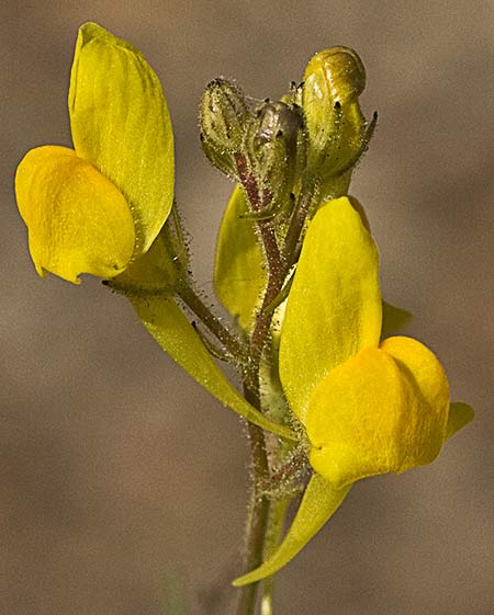 Flores del boleo montesino (Linaria spartea)