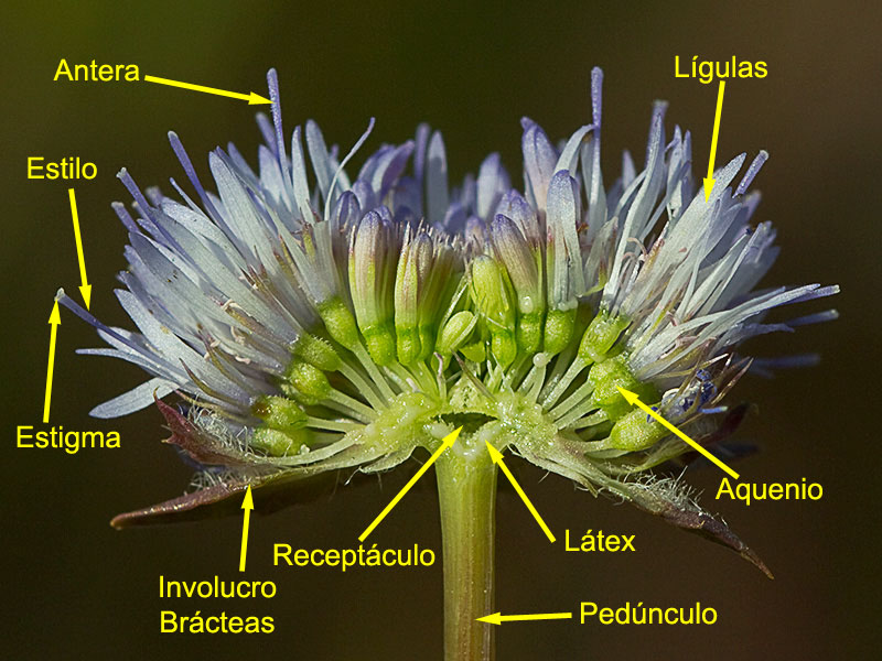 Estructura de la inflorescencia del Botón azul (Jasione montana)