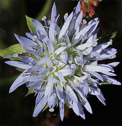 Flor del botón azul (Jasione montana)