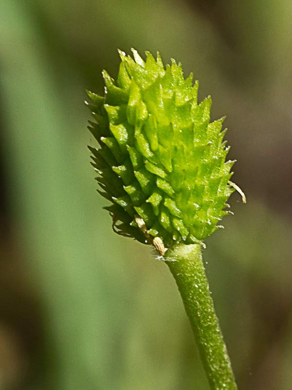 Fruto del botón de oro (Ranunculus ollissiponensis)