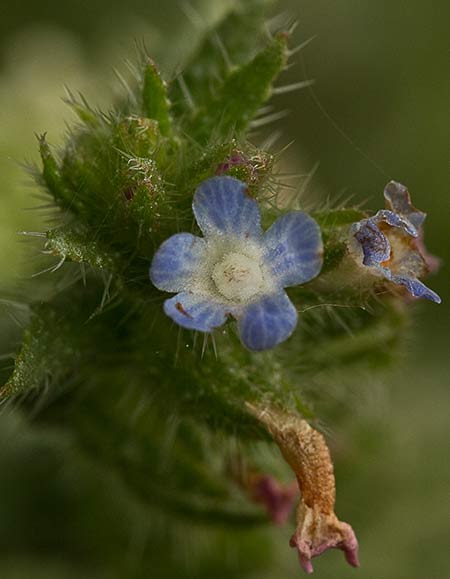 Flor de la buglosa pequeña (Anchusa arvensis)