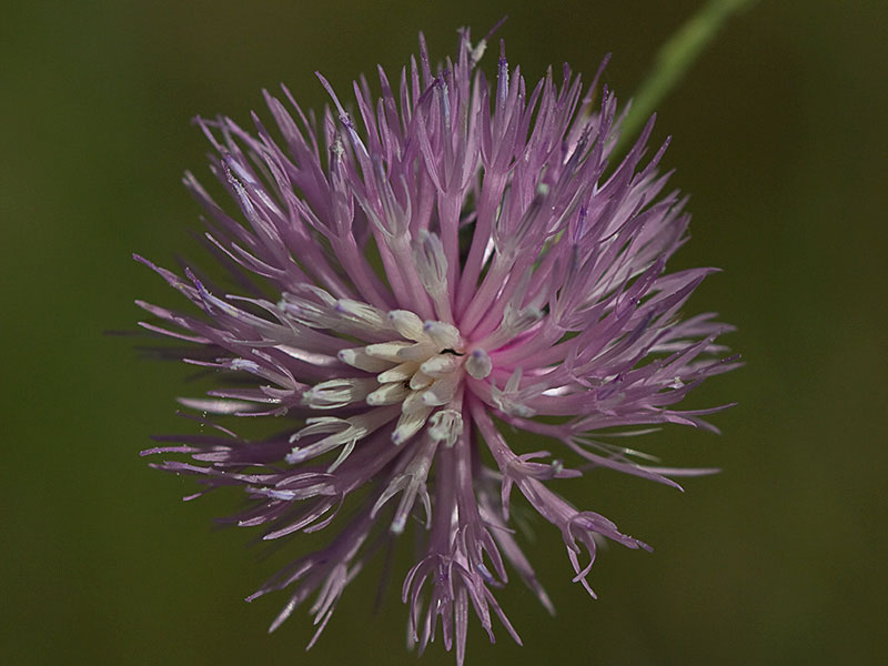 Pétalos de la flor de la cabezuela (Mantisalca salmantica)