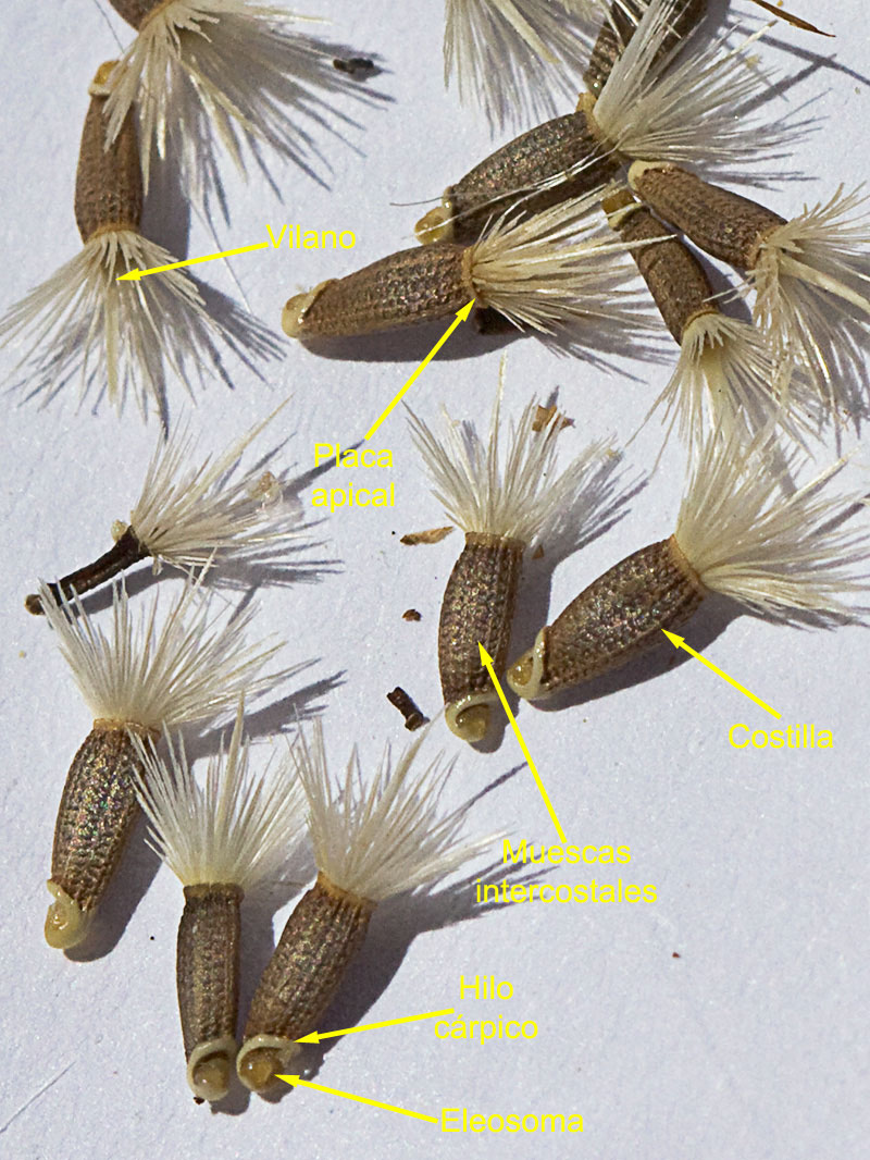 Partes y estructura de la semilla de la cabezuela (Mantisalca salmantica)