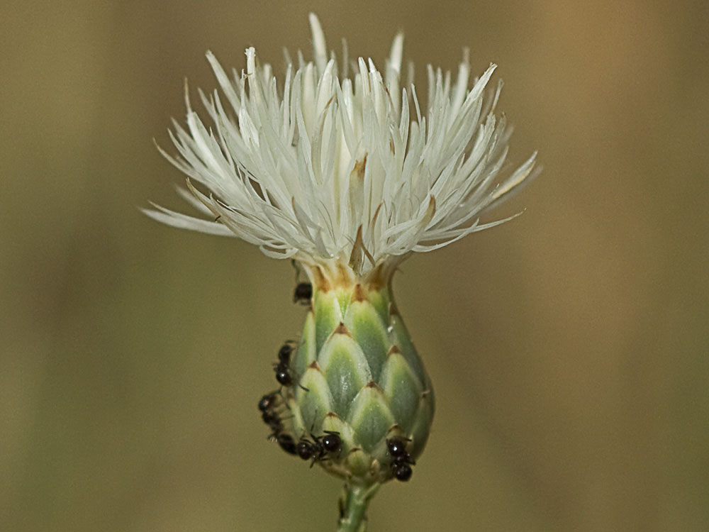 Flor de la cabezuela de pétalos blancos (Mantisalca salmantica)