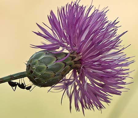 Flor de la cabezuela (Mantisalca salmantica)