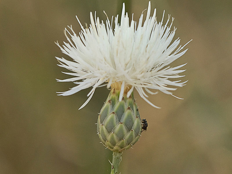 Flor de la cabezuela de pétalos blancos (Mantisalca salmantica)