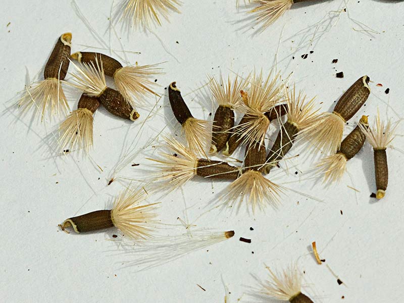 Semillas de la cabezuela (Mantisalca salmantica)
