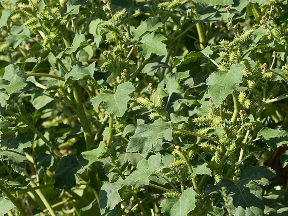 Cadillos (Xanthium strumarium)