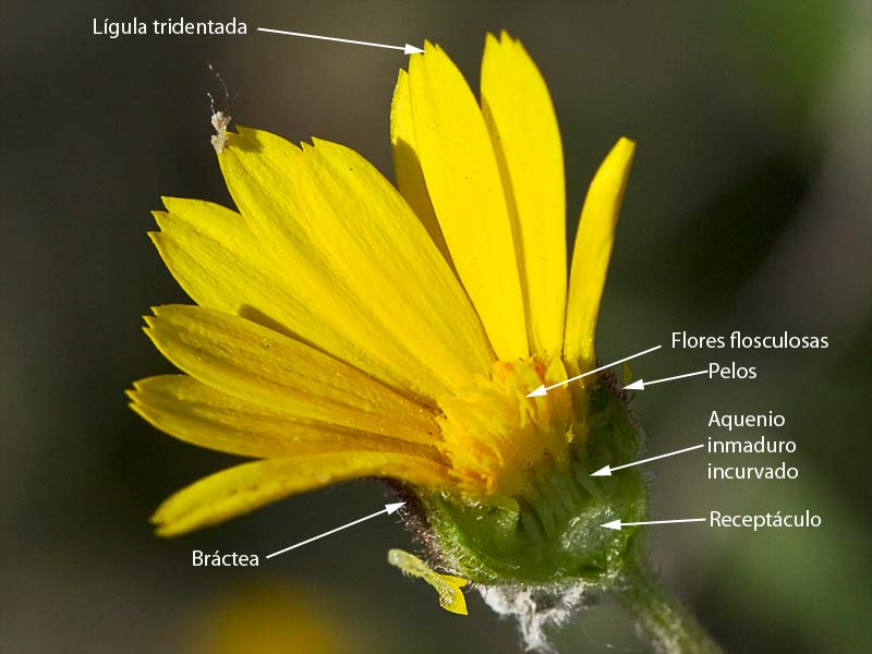 Flor de la caléndula (Calendula arvensis)