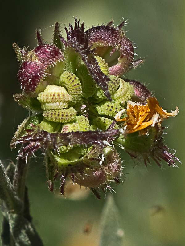 Calendula alada (Calendula tripterocarpa)
