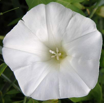Flor de correhuela menor (Convolvulus arvensis)