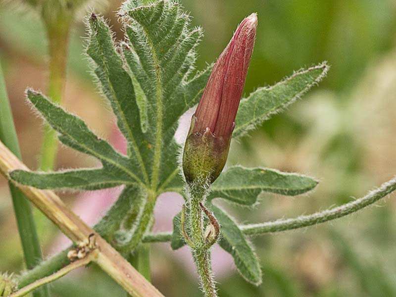Campanilla rosa (Convolvulus althaeoides)