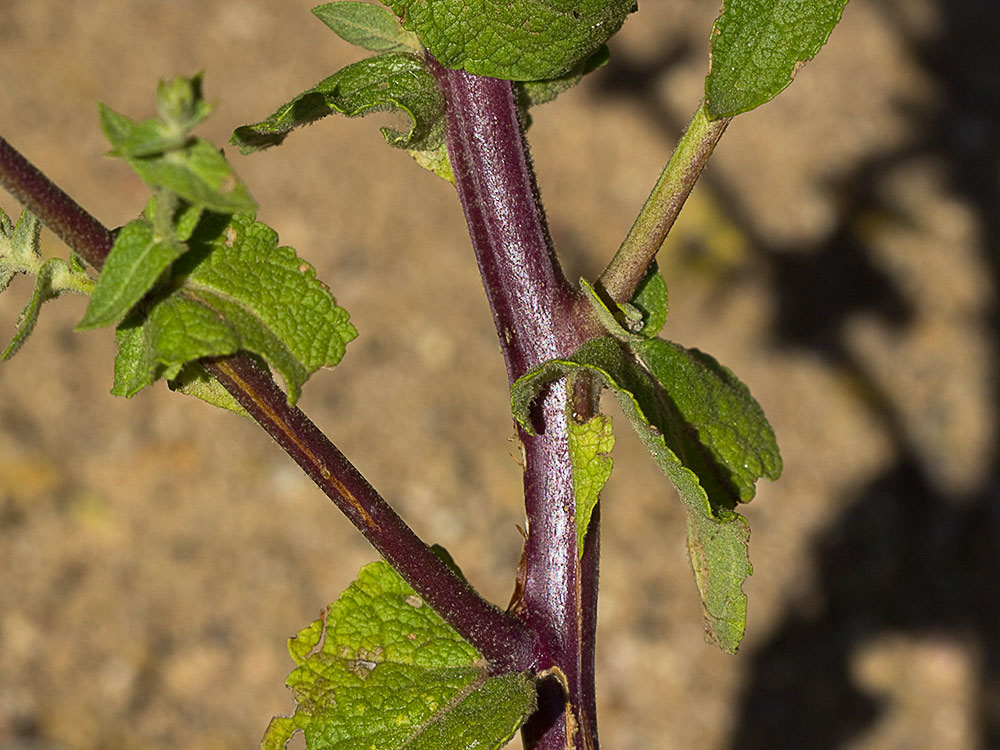 Tallo y ramas del gordolobo o candelera (Verbascum sinuatum)