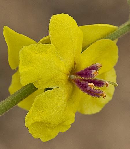 Verbarcum sinuatum (Candelera, gordolobo)