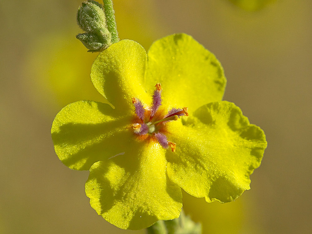 Flor del gordolobo o candelera (Verbascum sinuatum)