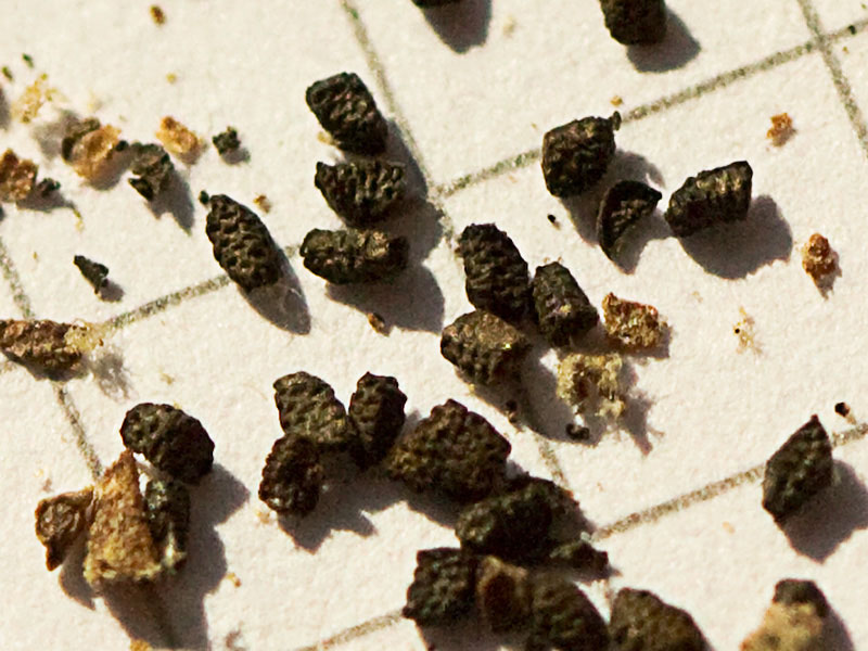 Semillas del gordolobo o candelera (Verbascum sinuatum)
