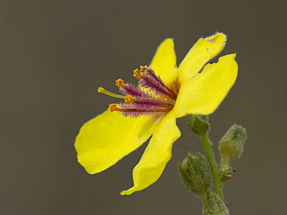 Flor del gordolobo o candelera (Verbascum sinuatum)
