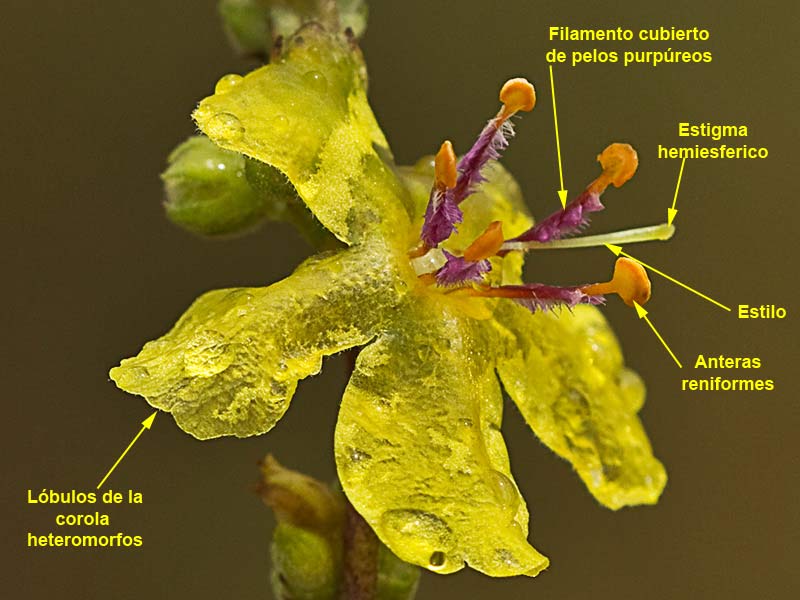 Gordolobo o candilera (Verbascum sinuatum) 