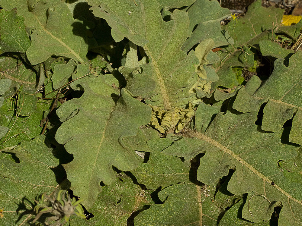 Hojas basales del gordolobo o candelera (Verbascum sinuatum)