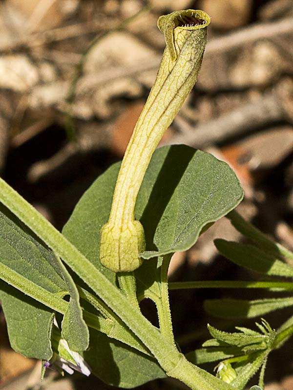 Candelitos (Aristolochia paucinervis, longa)
