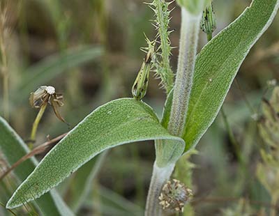 Oreja de libre, candilera (Phlomis lychnitis)