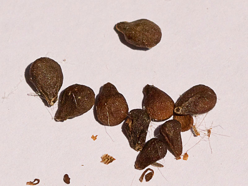 Semillas de la Oreja de libre, candilera (Phlomis lychnitis)