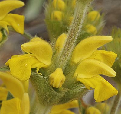 Candilera flor (Phlomis lychnitis)