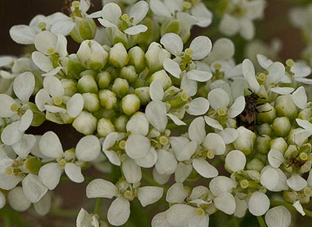 Panícula de flores de los Capellanes (Lepidium Draba)