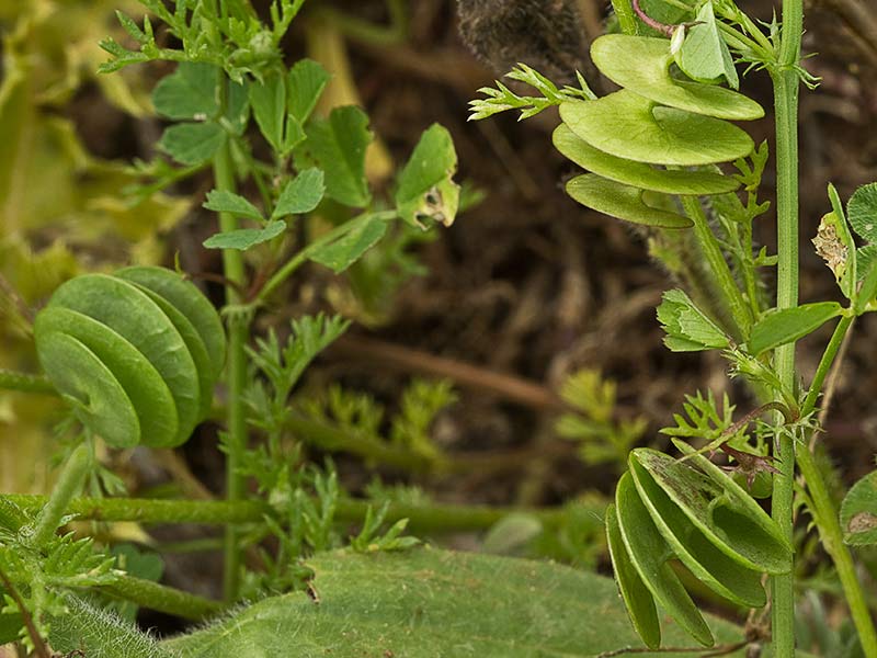 Caracolillo (Medicago orbicularis)