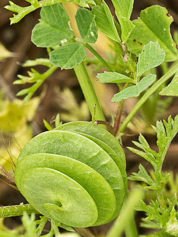 Caracolillo (Medicago orbicularis)