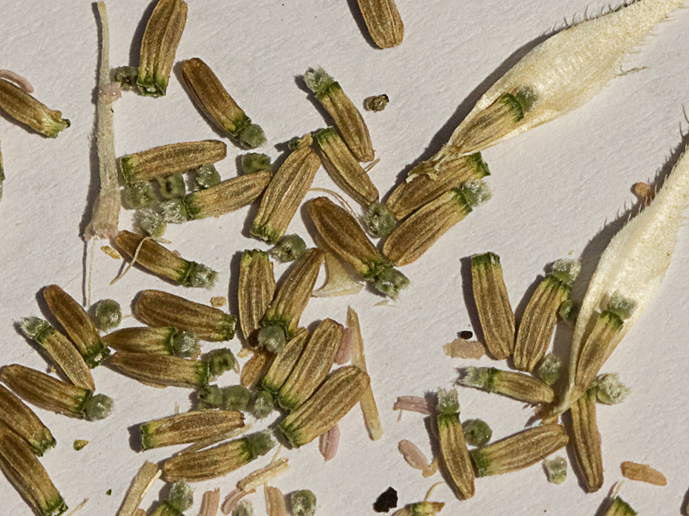 Semillas de la cardencha (Dipsacus fullonum)