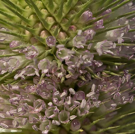 Flores de la cardencha (Dipsacus fullonum)