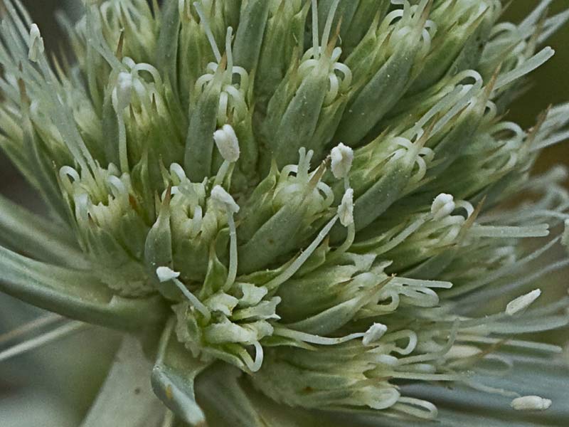 Inflorescencia de la cardicuca (Erymgium campestre)