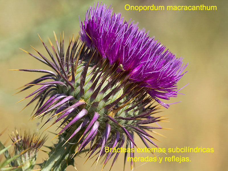 Onopordum macracanthum. Flor
