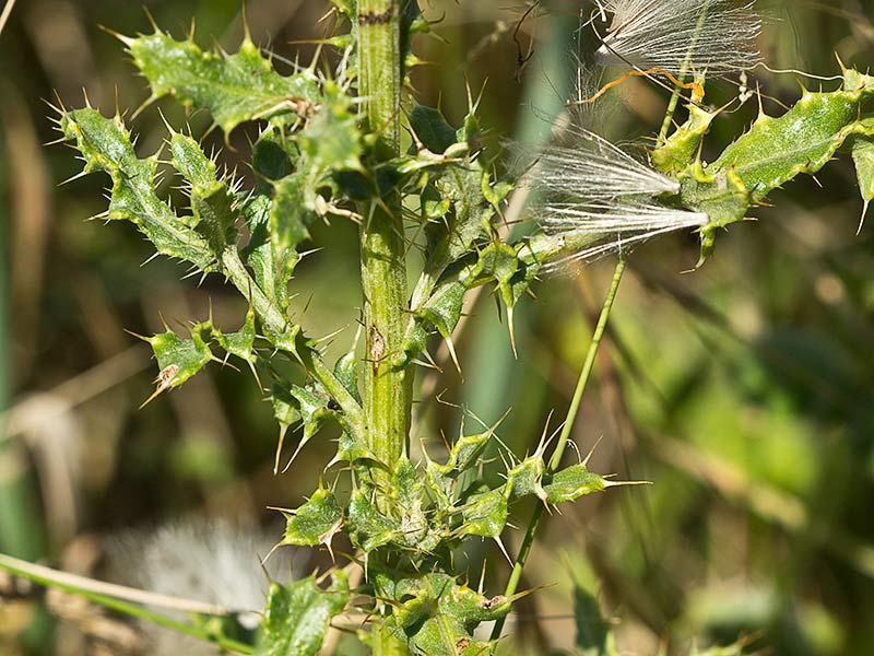 Tallo y hojas  del Cardo Cundidor (Cirsium arvense)