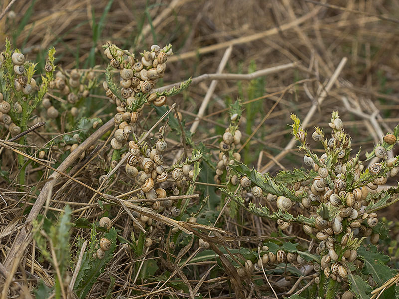 Matas del Cardo Cundidor (Cirsium arvense) repletas de caracoles
