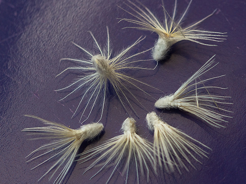 Aquenios blanco-sedosos del Cardo enrejado (Atractylis cancellata)