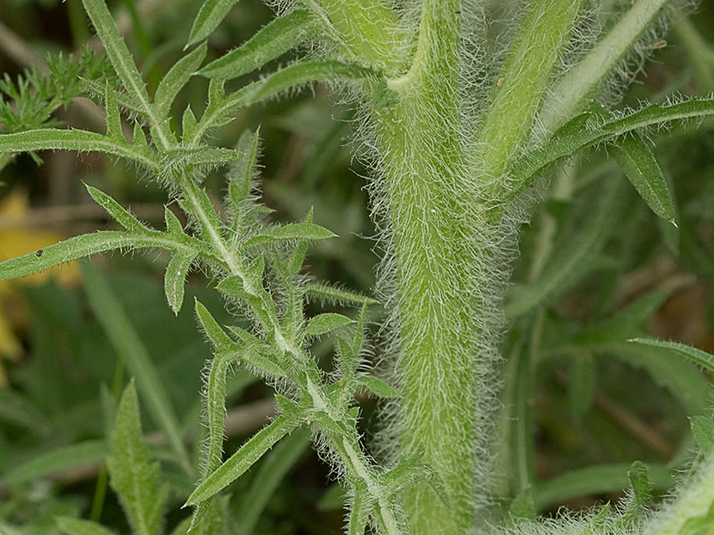 Cardo estrellado, tallo (Centaurea calcitrapa)