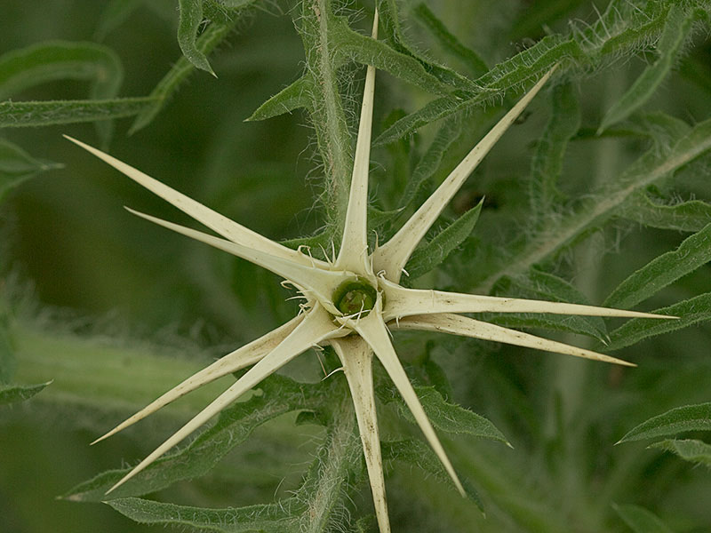 Cardo estrellado brácteas (Centaurea calcitrapa)