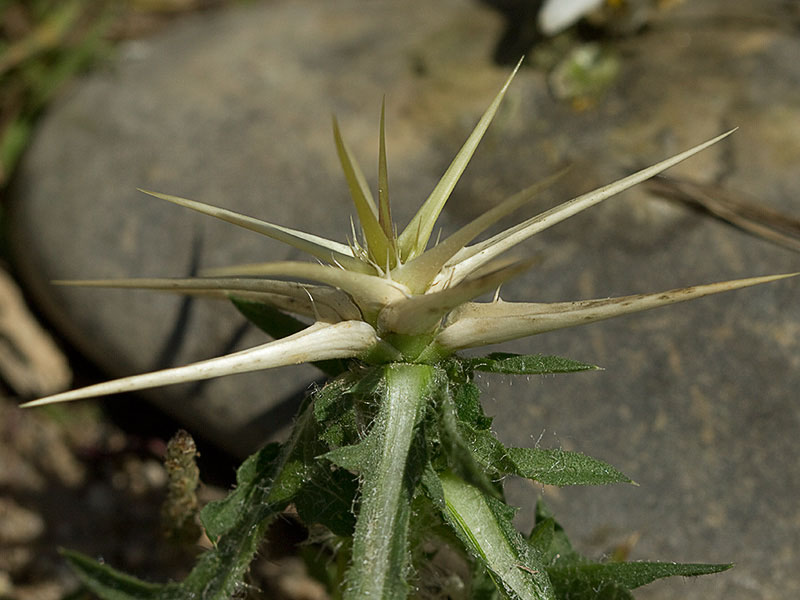 Cardo estrellado brácteas (Centaurea calcitrapa)