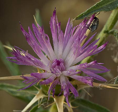 Flor del cardo estrellado (centaurea calcitrapa)