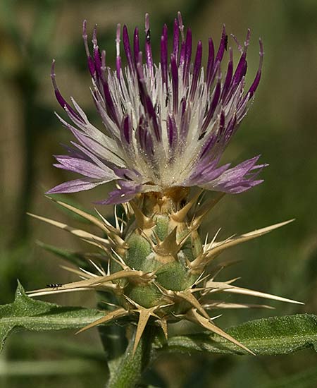 Capítulo del Cardo garbancero (Centaurea calcitrapa)