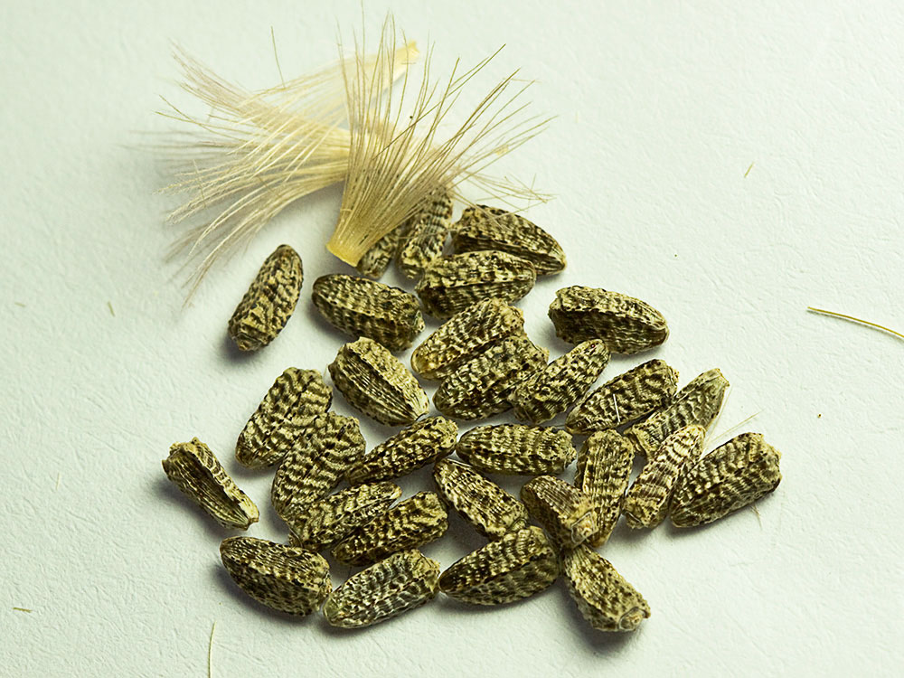 Semillas del Cardo gigante, cardo borriquero (Onopordum nervosum)