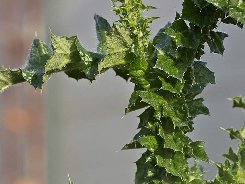 Cardo ramificado (Carduus bourgeanus)