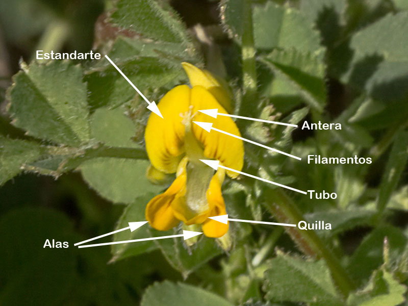 Partes de la flor de la Carretilla (Medicago minima) 