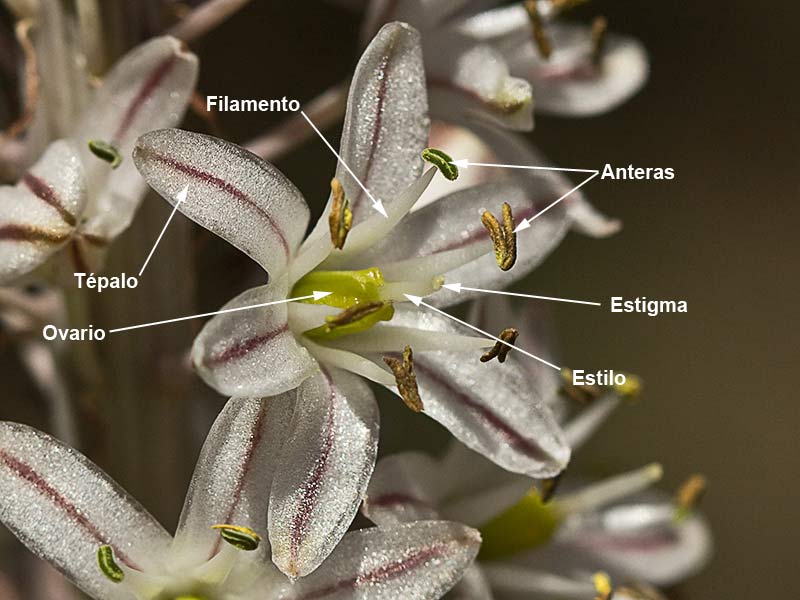 Estructura y partes de la flor de la Cebolla albarrana (Drimia maritima)
